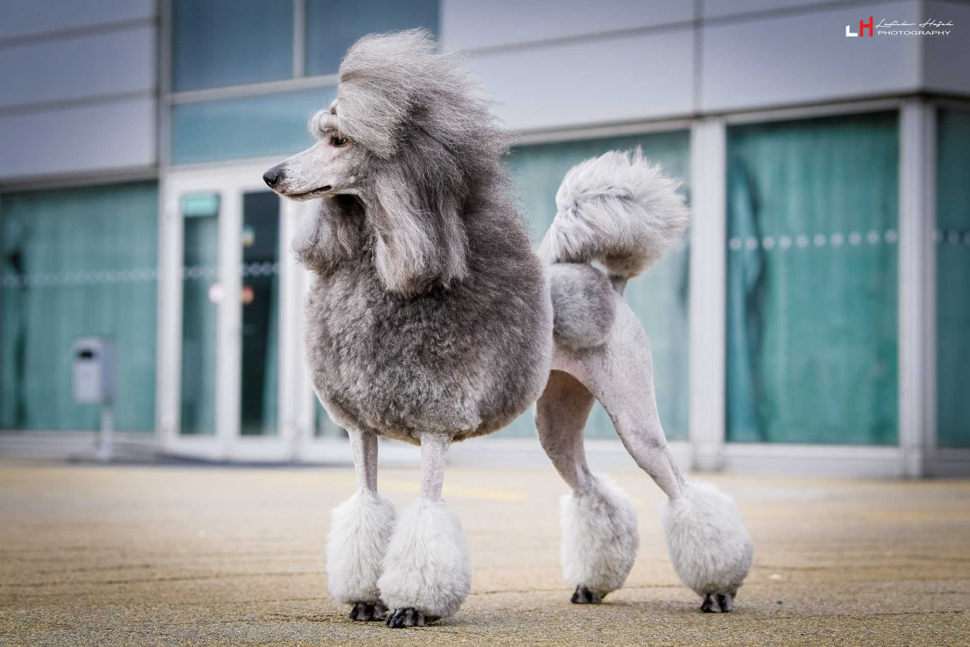 Elizabeth z Halmova dvora